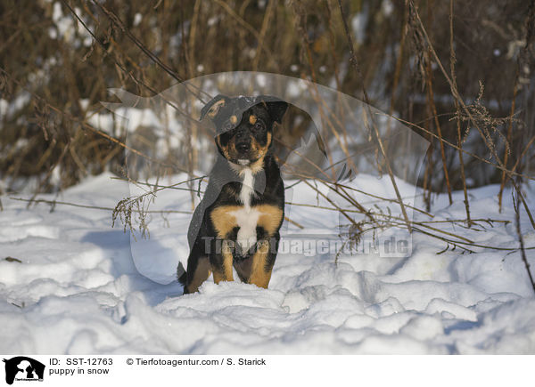 puppy in snow / SST-12763