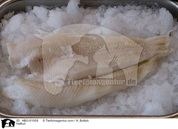 Heilbutt / halibut / HBO-01009