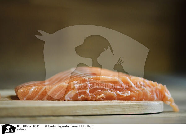 Lachs / salmon / HBO-01011