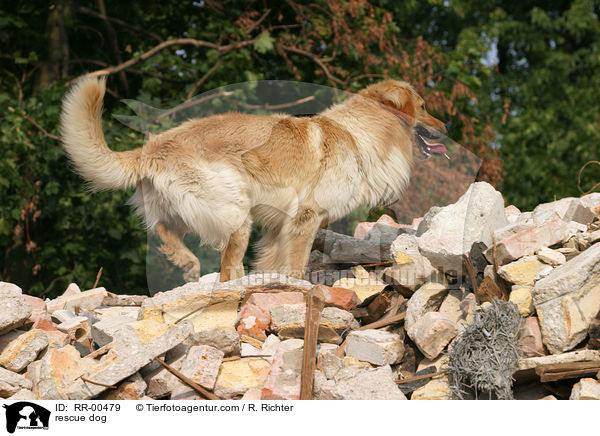 Rettungshund beim Training / rescue dog / RR-00479