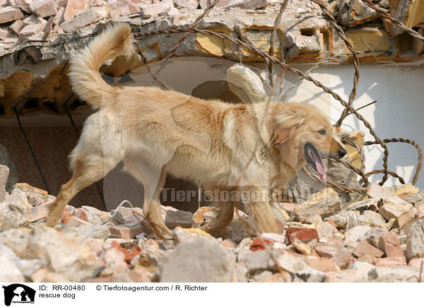 Rettungshund beim Training / rescue dog / RR-00480