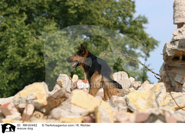 Rettungshund beim Training / rescue dog / RR-00482