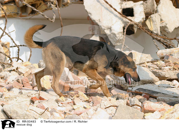 Rettungshund beim Training / rescue dog / RR-00483