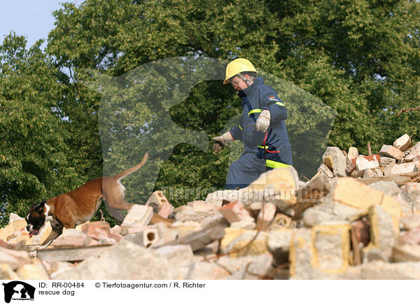 Rettungshund beim Training / rescue dog / RR-00484