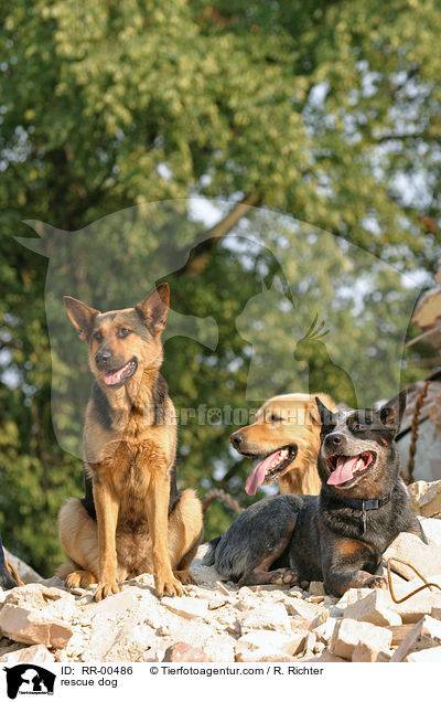 Rettungshund beim Training / rescue dog / RR-00486
