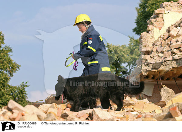 Rettungshund beim Training / rescue dog / RR-00489