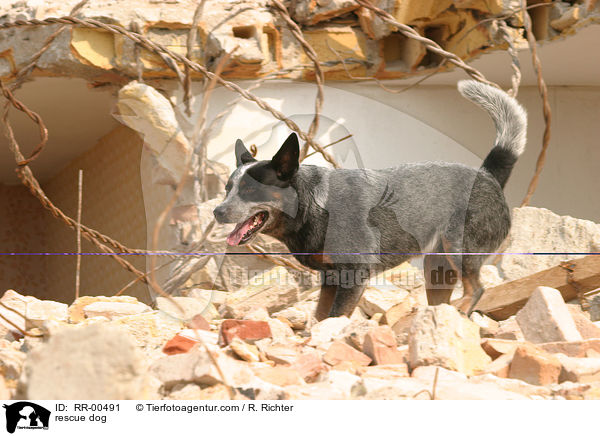 Rettungshund beim Training / rescue dog / RR-00491