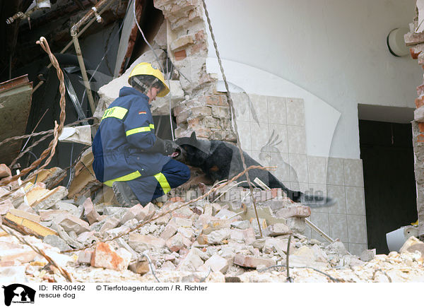 Rettungshund beim Training / rescue dog / RR-00492