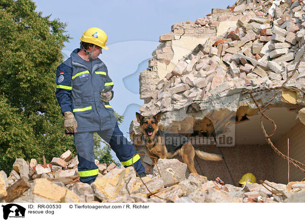 Rettungshund beim Training / rescue dog / RR-00530