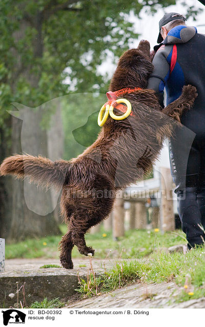 Hund bei der Wasserrettung / rescue dog / BD-00392