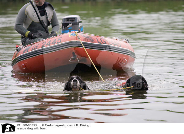 Rettungshund schleppt Boot ab / rescue dog with boat / BD-00395
