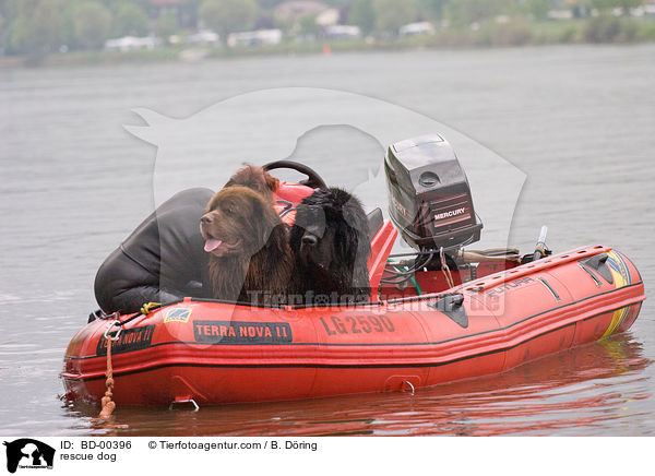 Hund bei der Wasserrettung / rescue dog / BD-00396