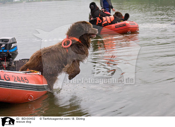 Hund bei der Wasserrettung / rescue dog / BD-00402