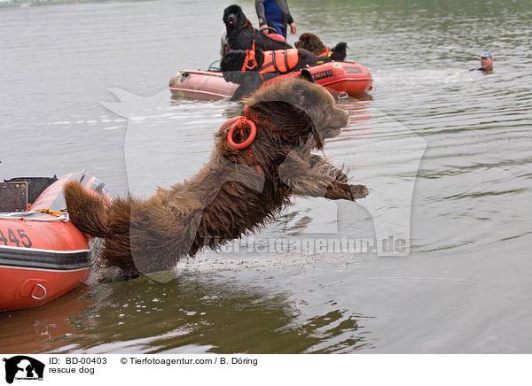 Hund bei der Wasserrettung / rescue dog / BD-00403