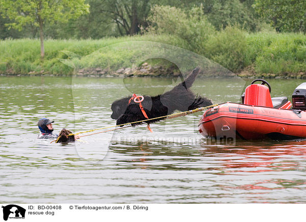 Hund bei der Wasserrettung / rescue dog / BD-00408
