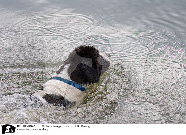 schwimmender Rettungshund / swimming rescue dog / BD-00413