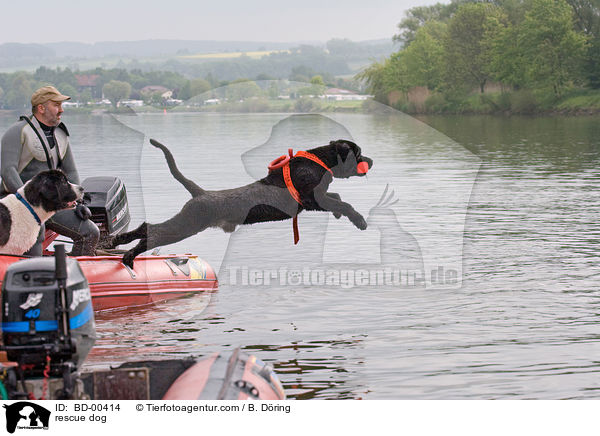 Hund bei der Wasserrettung / rescue dog / BD-00414