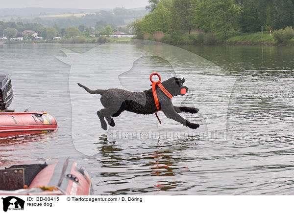 Hund bei der Wasserrettung / rescue dog / BD-00415