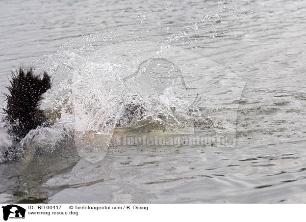 schwimmender Rettungshund / swimming rescue dog / BD-00417