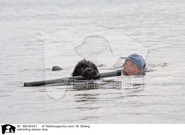 schwimmender Rettungshund / swimming rescue dog / BD-00421