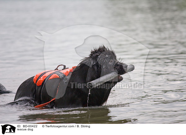 Hund bei der Wasserrettung / rescue dog / BD-00422