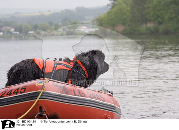 Hund bei der Wasserrettung / rescue dog / BD-00424