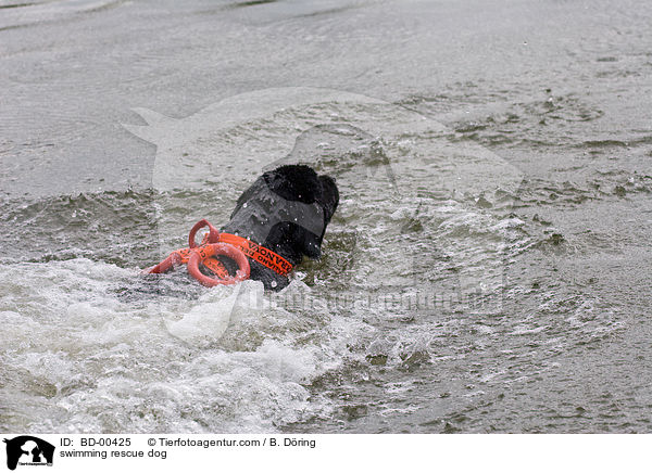 schwimmender Rettungshund / swimming rescue dog / BD-00425