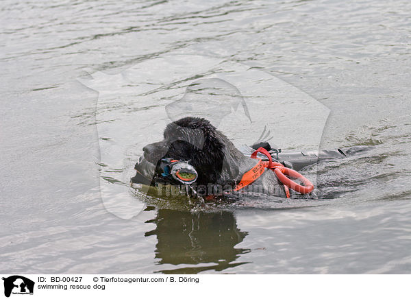 schwimmender Rettungshund / swimming rescue dog / BD-00427