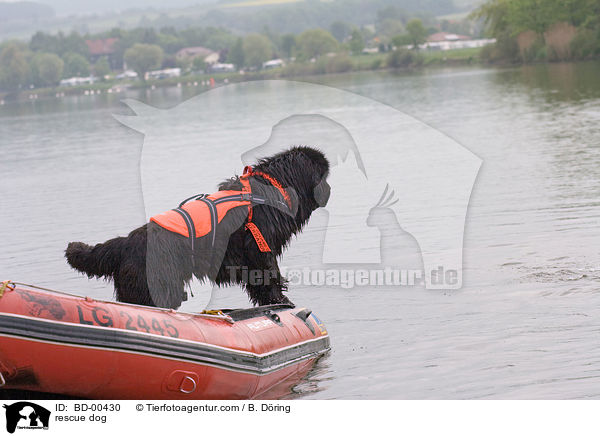 Hund bei der Wasserrettung / rescue dog / BD-00430