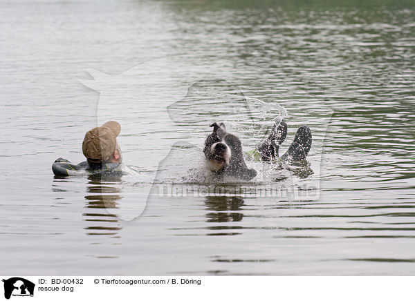 Rettungshund im Training / rescue dog / BD-00432