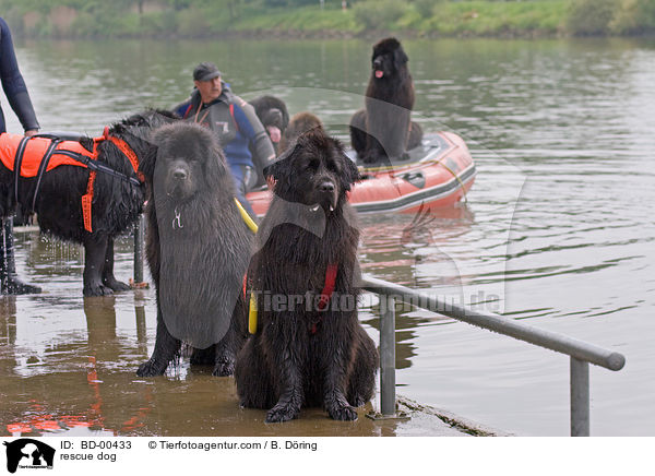 Rettungshund im Training / rescue dog / BD-00433