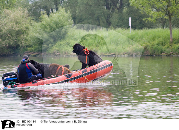 Rettungshund im Training / rescue dog / BD-00434