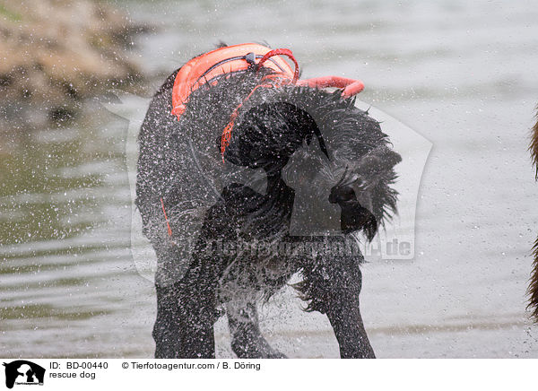 Rettungshund im Training / rescue dog / BD-00440