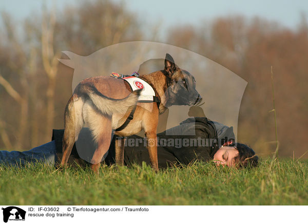 Rettungshund beim Training / rescue dog training / IF-03602