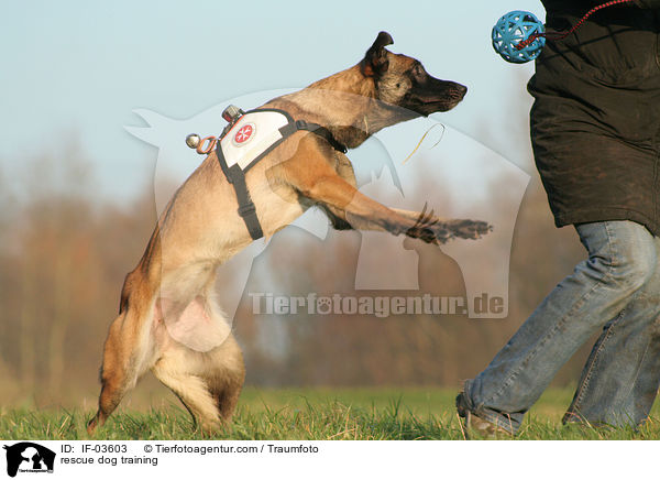Rettungshund beim Training / rescue dog training / IF-03603