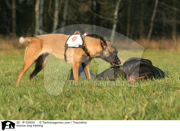 Rettungshund beim Training / rescue dog training / IF-03604
