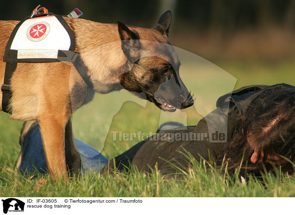 Rettungshund beim Training / rescue dog training / IF-03605
