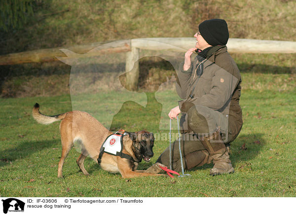 Rettungshund beim Training / rescue dog training / IF-03606