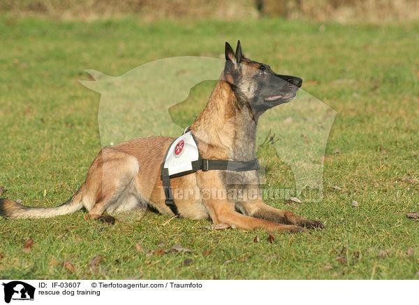 Rettungshund beim Training / rescue dog training / IF-03607