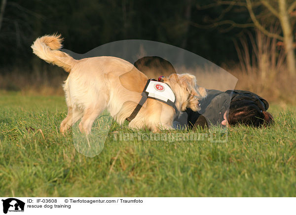 Rettungshund beim Training / rescue dog training / IF-03608