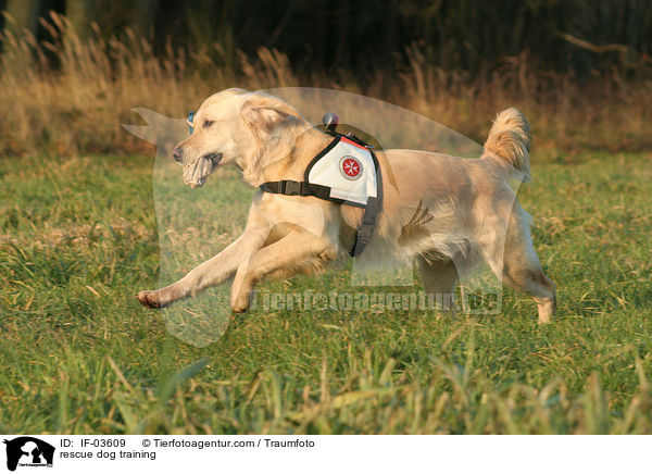 Rettungshund beim Training / rescue dog training / IF-03609