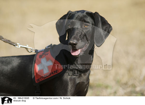 Rettungshund / rescue dog / NN-01695