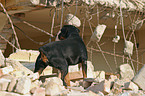 rescue dog