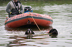 rescue dog with boat