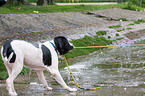 rescue dog with boat