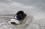 swimming rescue dog