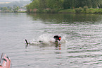 swimming rescue dog