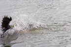 swimming rescue dog