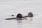 swimming rescue dog