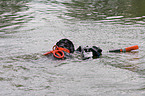 swimming rescue dog